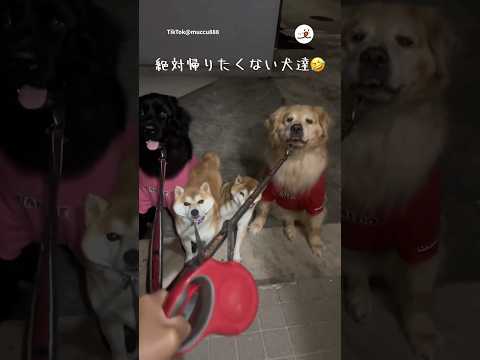 絶対家に帰りたくない｜PECO サムネイル