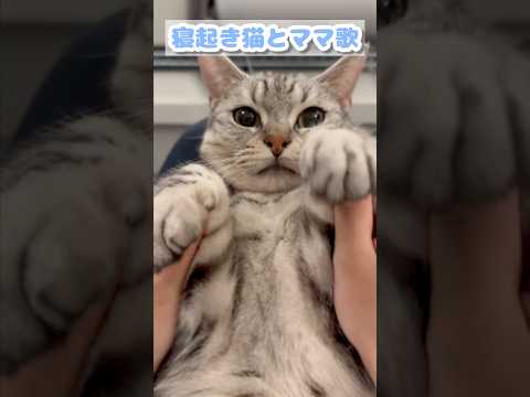 寝起きの猫とママの歌www cat 猫 サムネイル