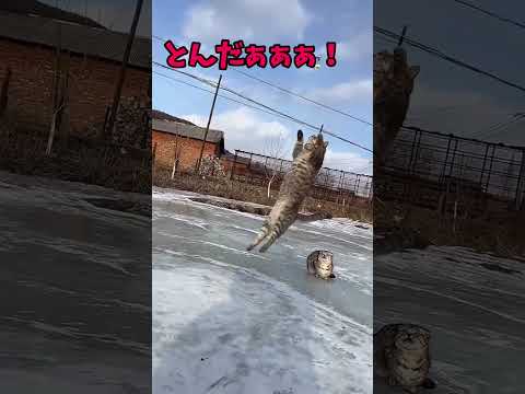 尊すぎる猫の日常