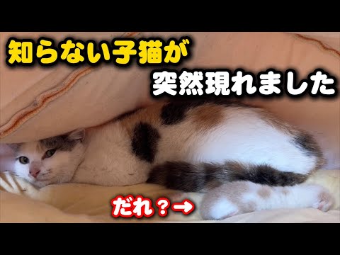 油断していたら子猫が生まれました サムネイル
