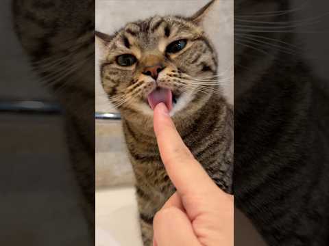 愛猫にペロンﾁｮされて感極まるパパwww cat 猫 サムネイル