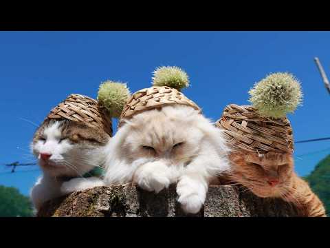 ネギ坊主　のせ猫　260625