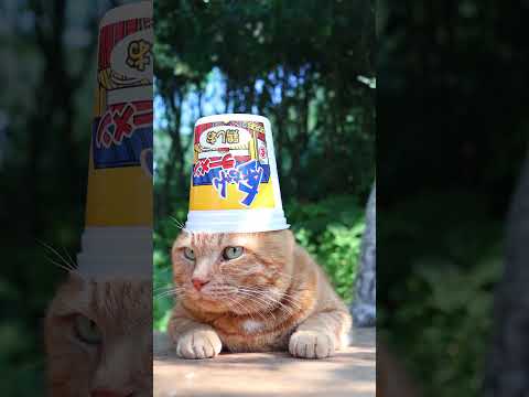 金ちゃんラーメンカップ鶏しお 260819 cat のせ猫 ねこ 金ちゃんラーメン ネコ ねこ cute