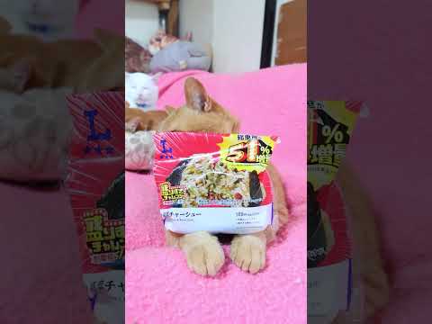 盛りすぎ！高菜チャーシューおにぎり　260606　 cat のせ猫 cute　  猫 cutecat　 盛りすぎ！高菜…