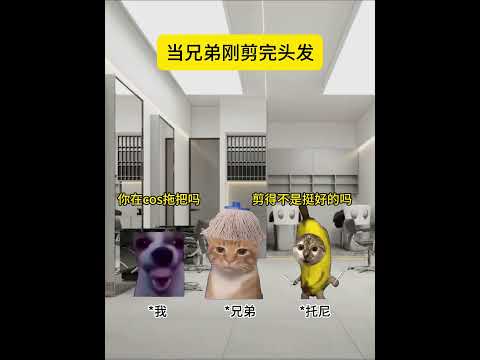 当兄弟剪完头发 有趣 猫meme 猫meme剧场 猫meme小剧场 内容过于真实  故事 貓 猫猫meme小剧场 喵不…