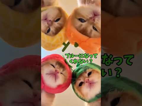 【朗報】猫、可愛い♥