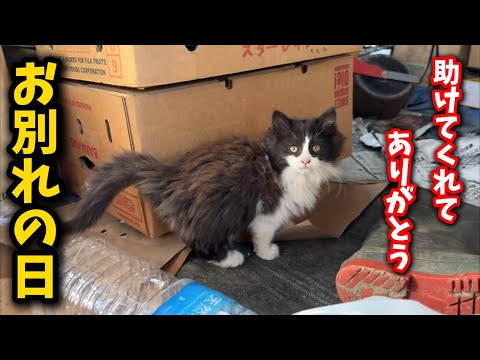 話題の子猫、農家のビニールハウスから幸せな新生活へ！