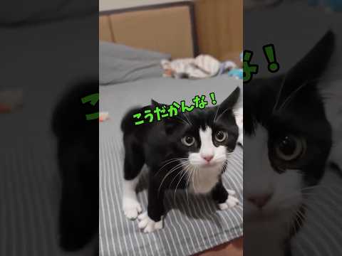 可愛い猫たっくさん🥰 猫 cat cats cute サムネイル