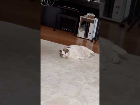 え、今、俺、事故った?