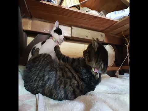 チビとクロ　260220　 cat cute 猫のいる暮らし kitten ねこ ネコ　 cutecat　 猫のいる生… サムネイル