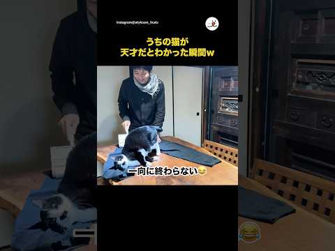うちの猫が天才だとわかった瞬間w｜PECO サムネイル