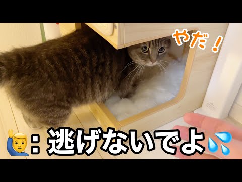 何かを察して逃げた猫たちの末路… サムネイル