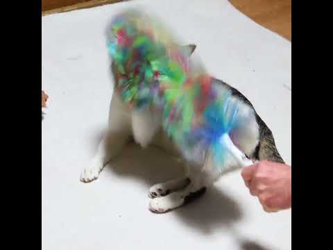 ダスターとさばじろう　260306　ねこ　 cat　　 cute ネコ ネコ　 猫のいる暮らし　 ねこ　 猫　 cut… サムネイル