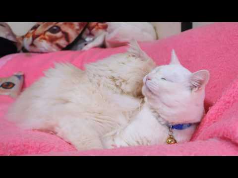 もふたまぺろぺろ　260504