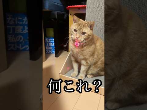何これ？ ねこ cat アメショ 首輪 れん サムネイル