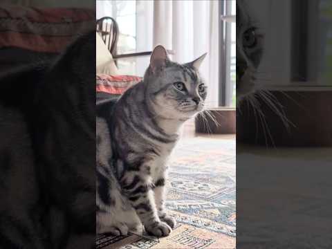 アメショーのラッテ アメショ アメリカンショートヘア 猫のいる暮らし cat 猫 サムネイル