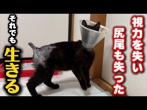 視力と尻尾を失ったが強く生きる黒猫の姿 サムネイル