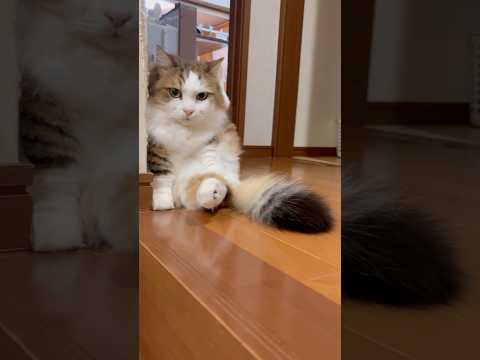 あっ一方通行と違うんや