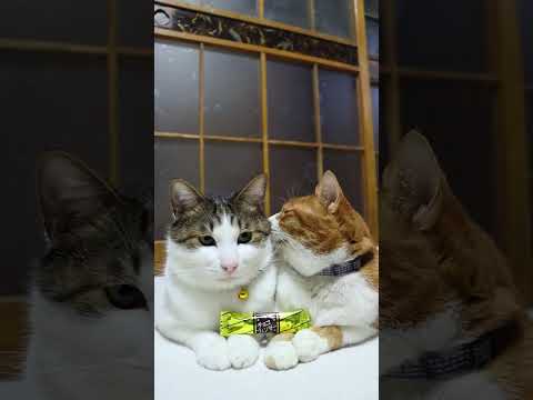 チョコフィンガー　260203　のせ猫　 cat cute ねこ　 猫のいる暮らし　 cutecat　 ネコ　 kit… サムネイル