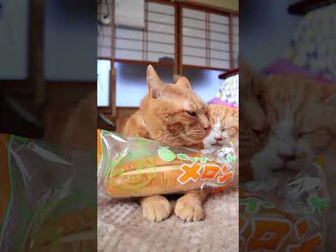 ポップ・ヒット メロン　260323　のせ猫　 cat　 cute　 kitten　 cutecat　 kitty… サムネイル