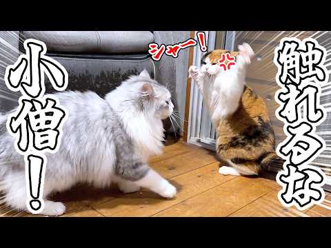 自分の体の大きさを分かっていない子猫がママ猫と遊ぼうとしたらブチギレられました…涙 サムネイル