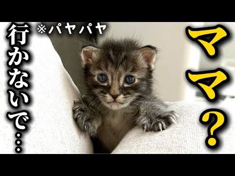 【成長】隔離中の子猫がついにひとりぼっちが寂しくて泣いてしまうようになりました… サムネイル