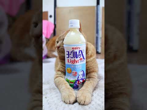 ヨーグルッペライトPET　260602　 cat のせ猫 cute　 ヨーグルッペ　cutecat PET　 kitt… サムネイル