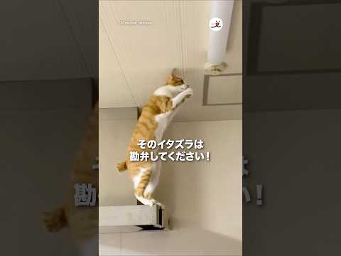 ご勘弁を💦｜PECO サムネイル