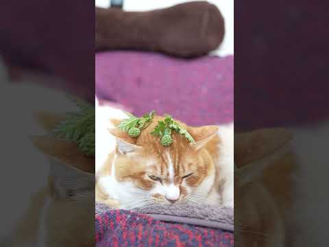 福寿草の実　260427　のせ猫　福寿草　 cat　 茶白猫　 実　 ねこ　 福寿草の実　 cute　 ぼー　 kit…