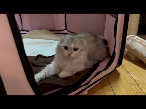 めるちゃん妊娠7週目【スコティッシュフォールド】