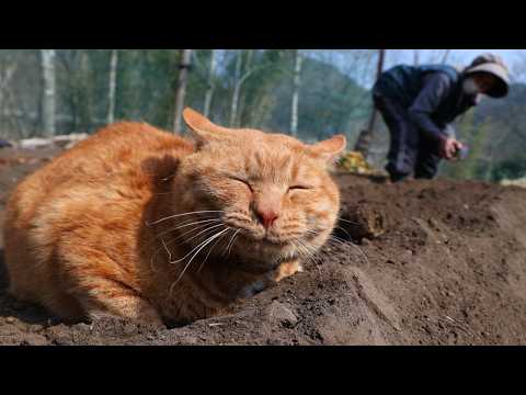 麦ちゃん春ほうれん草の種まき　260503 サムネイル