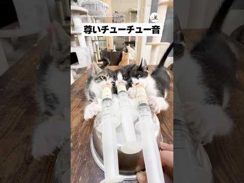 チューチュー音が可愛いすぎる｜PECO @mametarou17 サムネイル
