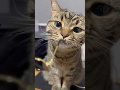 もふもふ猫にｻﾝｸﾞﾗｽあげたら可愛すぎた... cat 猫 サムネイル