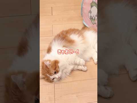 最新！尻尾と遊ぶ短足たちの愛らしい姿