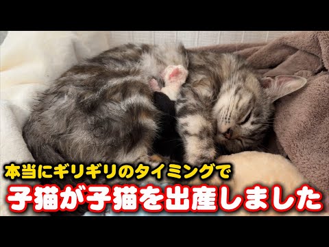 一歳にも満たない子猫が出産しました