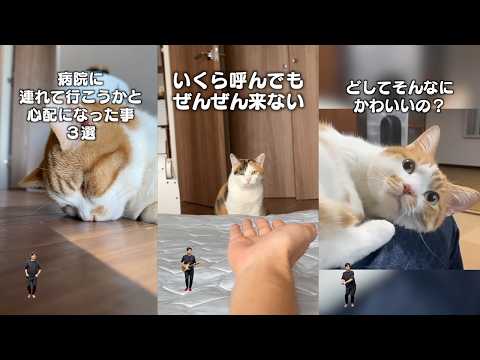 猫飼ってる人にしかワカラナイ６連発 サムネイル