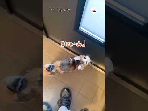 お散歩大好き小雪ちゃん🐈｜PECO サムネイル