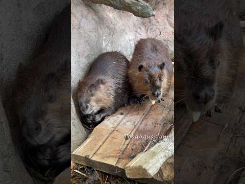 【ビーバー】キョトン顔の寝起きシーポンとお構いなしにサツマイモを頬張る陽ちゃん🦫鳥羽水族館 ビーバー beaver