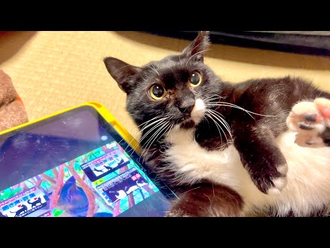 ブチギレ中の猫にこの音を聴かせたら意外な反応が。。 サムネイル