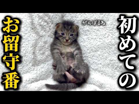 【命名】生まれて初めてお留守番することになった子猫、ついに名前が決まりまぴた
