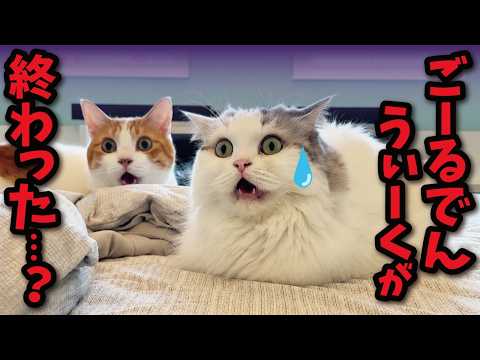 GW終了で絶望する猫たち