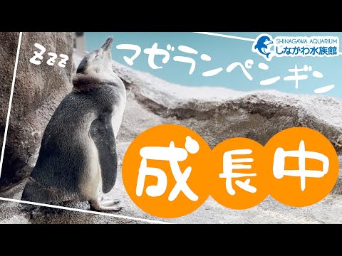 マゼランペンギンたちの給餌＠しながわ水族館 サムネイル