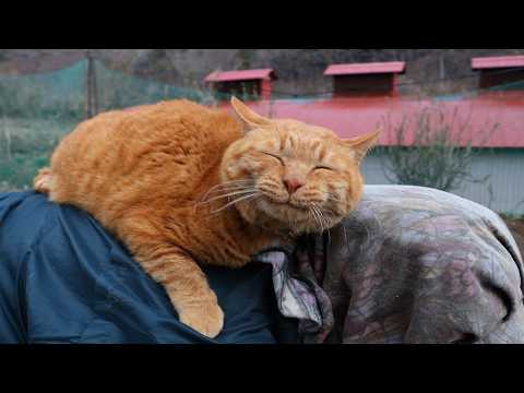 麦ちゃんと二十日大根の種まき　260418 サムネイル