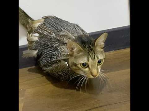 Cat meme editing style サムネイル