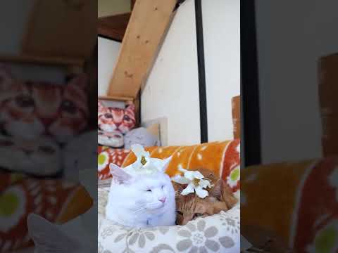 辛夷の花　260429　のせ猫　 cat しろねこ cute　 kitty　 花　 ねこ　 辛夷　 猫好きさんと繋がり… サムネイル