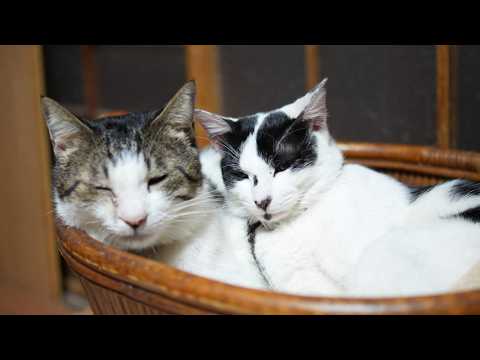 かごで毛づくろいチビとさばじろう　260218 サムネイル