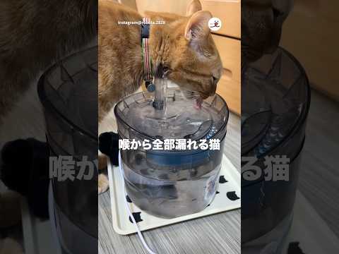 怪奇現象…？｜PECO