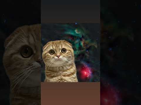 【宇宙猫】【UMA】 【UFO】【宇宙】 サムネイル