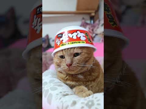 マルちゃん 旨辛キムチチゲうどん 260926 cat のせ猫 cute ねこ 猫のいる暮らし 旨辛キムチチゲ…