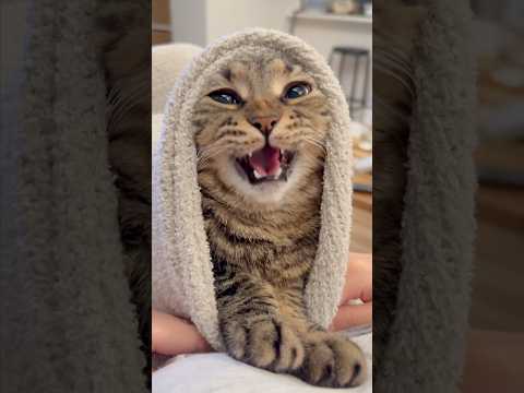 もふもふ猫を毛布で包んだら可愛すぎて優勝した...!! cat 猫 サムネイル